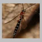 Perithous speculator - Schlupfwespe 02c 9mm.jpg